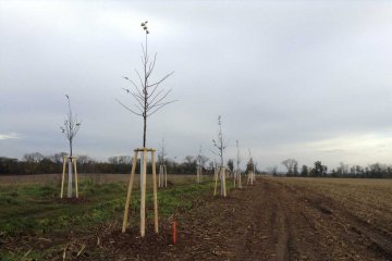  Lime tree alley