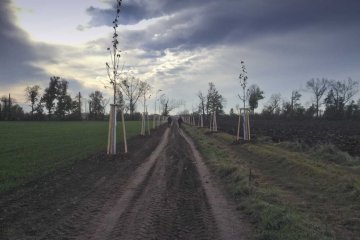  Lime tree alley