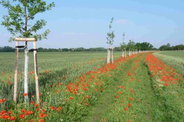  Decoration with poppies